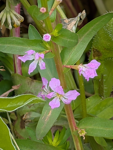 False Grass-poly (Lythrum junceum)