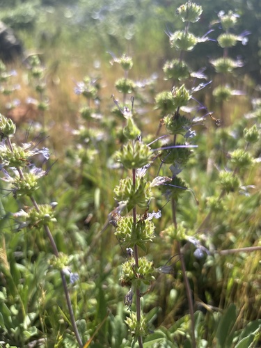 Sonoma sage (Salvia sonomensis)