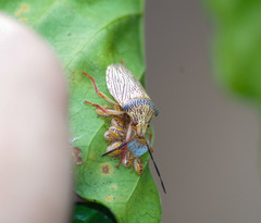 Antiteuchus macraspis