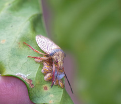 Antiteuchus macraspis