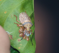 Antiteuchus macraspis