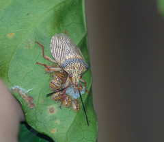 Antiteuchus macraspis