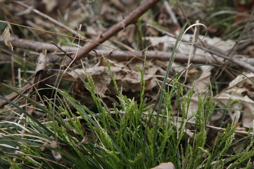 Carex genkaiensis iNat (1)