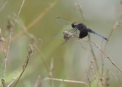 Erythrodiplax latimaculata