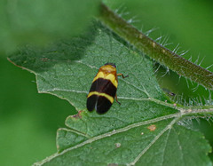 Sphenorhina