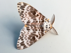 Lymantria mathura subpallida