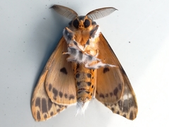 Lymantria mathura subpallida