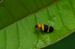 Sphenorhina