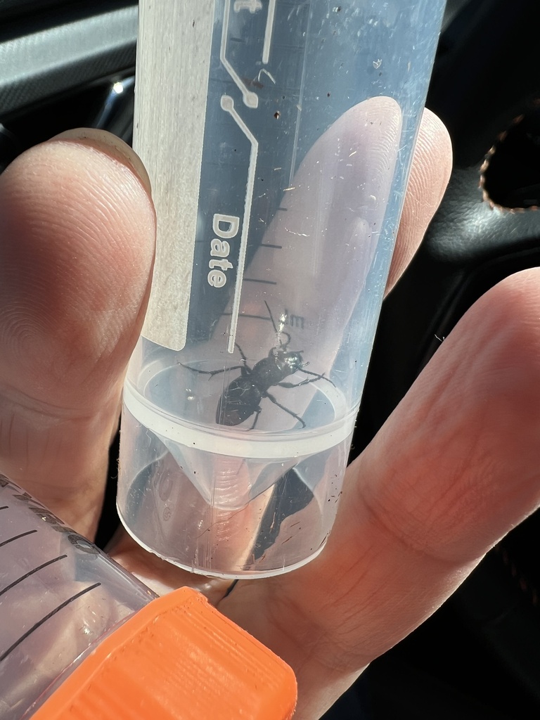 Audouin's Night-stalking Tiger Beetle