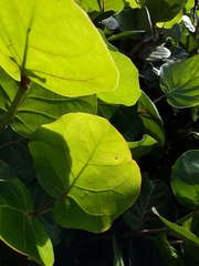 Coccoloba uvifera