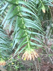 Cunninghamia