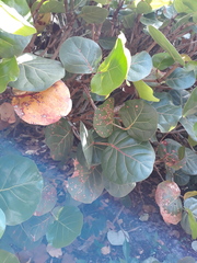 Coccoloba uvifera