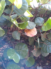 Coccoloba uvifera