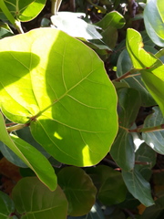 Coccoloba uvifera