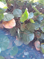 Coccoloba uvifera