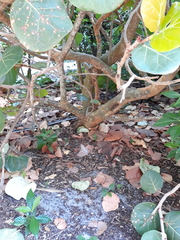 Coccoloba uvifera