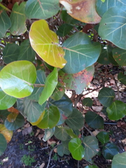 Coccoloba uvifera