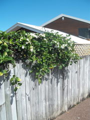 Stephanotis floribunda