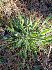 Dichanthelium villosissimum