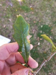 Quercus × comptoniae