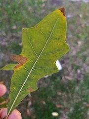 Quercus × comptoniae