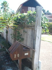 Stephanotis floribunda
