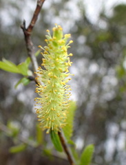 Salix caroliniana