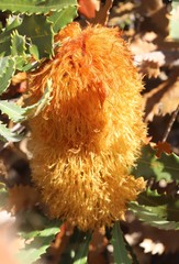 Banksia baueri
