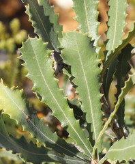 Banksia baueri