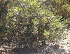 Banksia baueri
