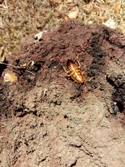 Drymaplaneta heydeniana