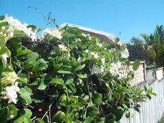 Stephanotis floribunda