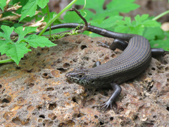Trachylepis brevicollis