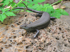 Trachylepis brevicollis