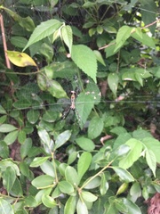 Trichonephila clavata