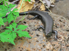 Trachylepis brevicollis