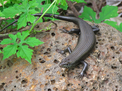 Trachylepis brevicollis