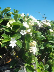 Stephanotis floribunda