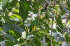 African Emerald Cuckoo photo 4