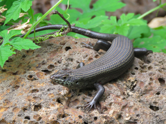 Trachylepis brevicollis