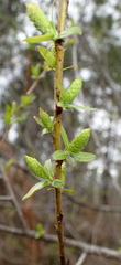 Salix caroliniana