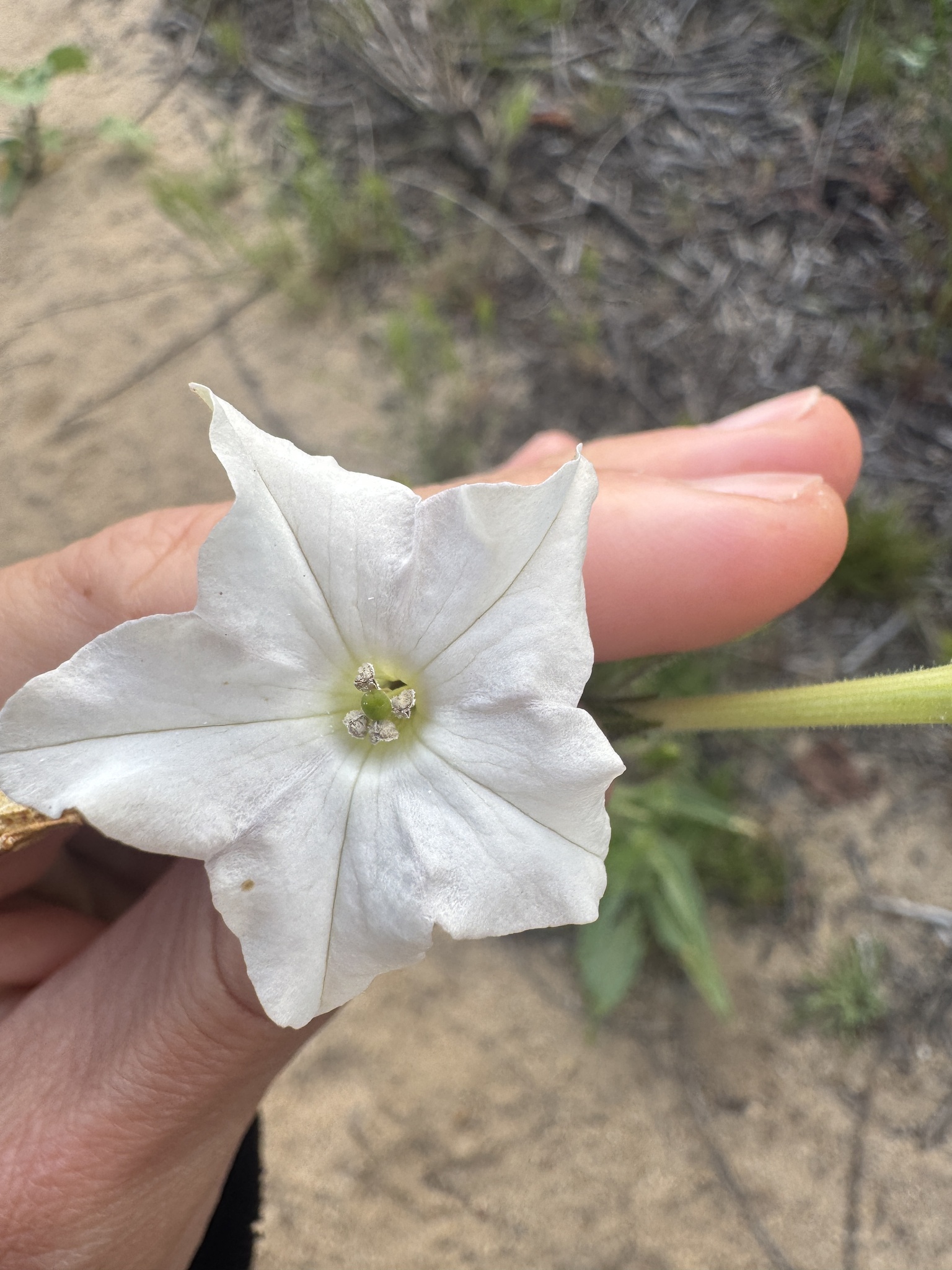 Indian Tobacco (Nicotiana quadrivalvis)