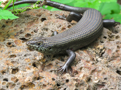 Trachylepis brevicollis