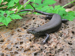 Trachylepis brevicollis