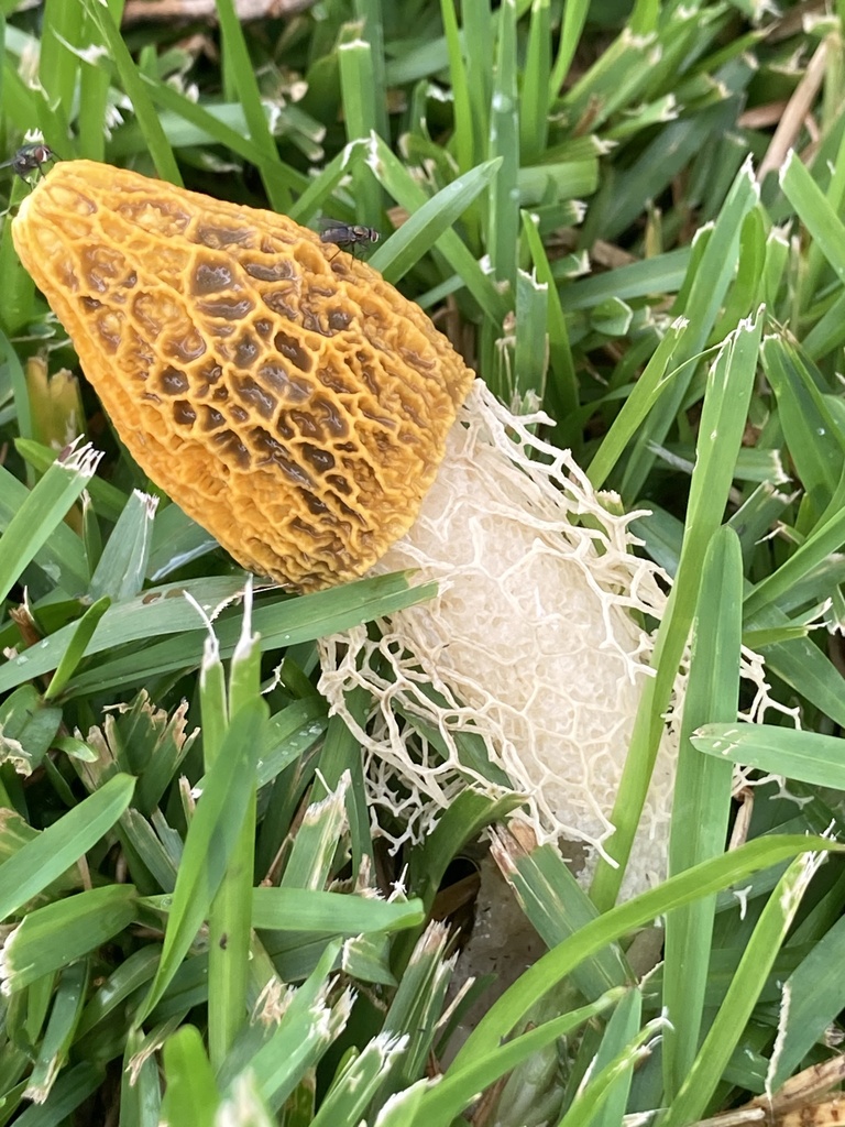 Phallus multicolor · April 2026 · photo: © laurafw81 (iNaturalist, cc-by)