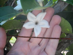 Stephanotis floribunda