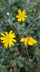 Euryops pectinatus