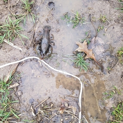 Lacunicambarus chimera