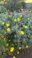 Euryops pectinatus