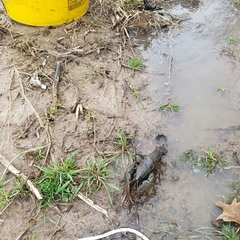 Lacunicambarus chimera